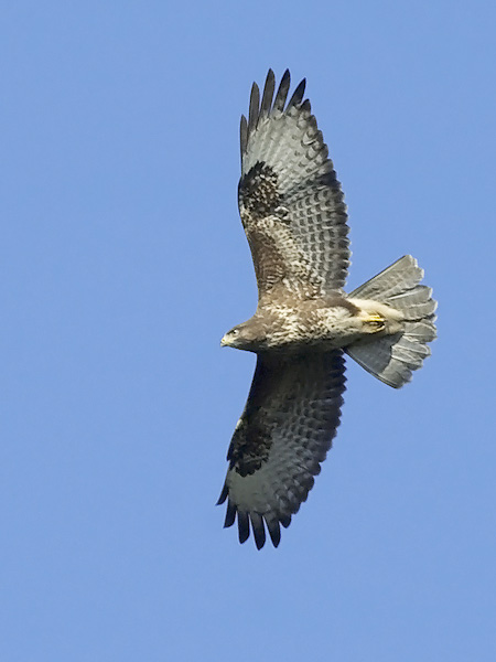 Hiirihaukka, Common Buzzard, Buteo buteo